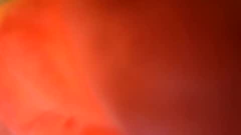 24cockrings online show from 05/17/26, 07:43