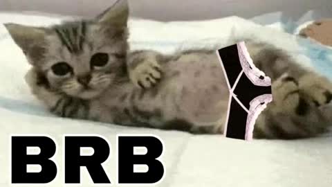 Snapshot of _meowmiko__ chatting on 03/31/26, 09:48 miko3 online show from 03/31/26, 09:48