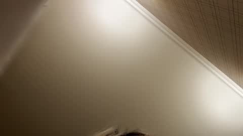 Francine Aisi Morpho - a genus of blue butterflies. online show from 12/21/25, 08:49