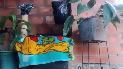 _tarek_ online show from 10/24/25, 10:17