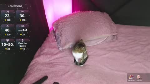 alahia online show from 01/15/25, 02:17