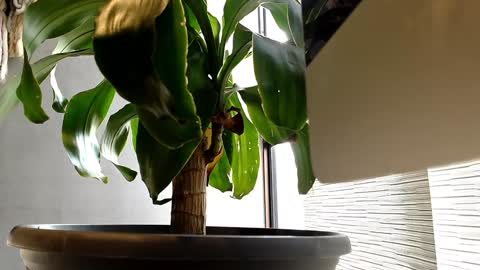 Snapshot of alexanddani chatting on 01/11/25, 09:25 Alex Dani online show from 01/11/25, 09:25