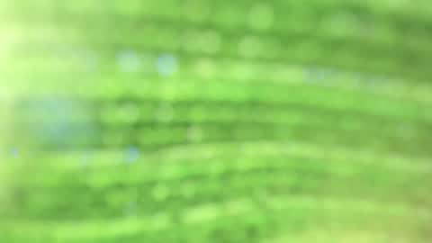 Alicia online show from 10/23/25, 09:35