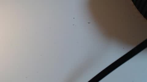 Snapshot of alid_17 chatting on 02/16/26, 05:31 Alid 17 online show from 02/16/26, 05:31