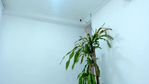 Alice online show from 10/24/25, 07:43