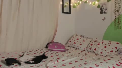           online show from 12/29/24, 01:56