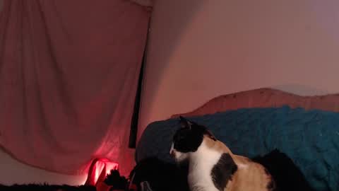 Snapshot of ally_donfort chatting on 02/28/25, 03:04 Ally online show from 02/28/25, 03:04