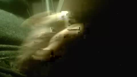 amolafica12 online show from 12/01/25, 05:18