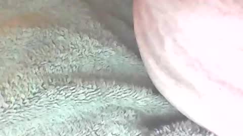 Snapshot of analhunter33 chatting on 02/06/25, 12:22 analhunter33 online show from 02/06/25, 12:22