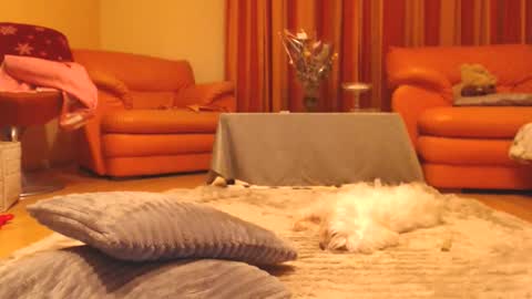 Andra online show from 12/13/25, 07:53