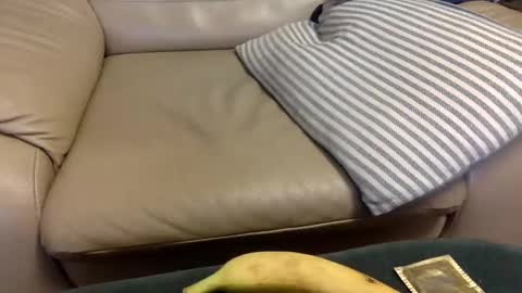 Snapshot of animal_michael chatting on 12/21/24, 03:47 animal_michael online show from 12/21/24, 03:47