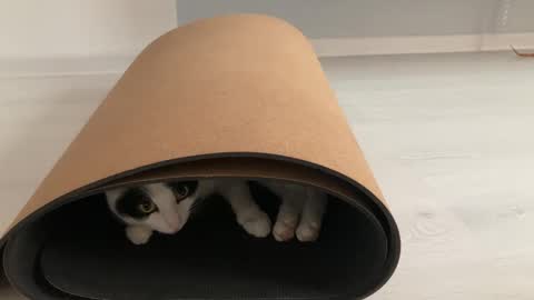 N  antics online show from 10/12/25, 08:57