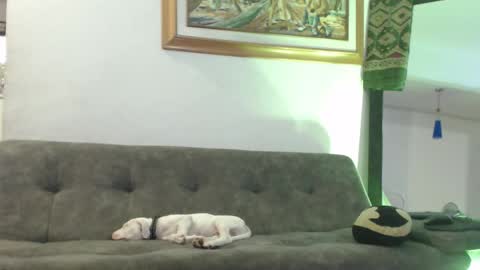 Hadez online show from 02/08/25, 11:02