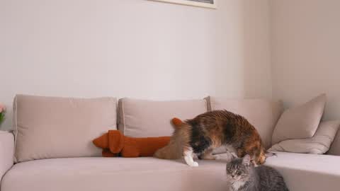 Snapshot of appr0ved_ chatting on 04/05/26, 08:11 REYNA next stream is 11h of Feb online show from 04/05/26, 08:11