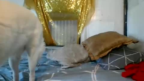 asianladyboy888 online show from 12/04/24, 07:06