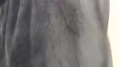 Assiology online show from 02/17/25, 04:15