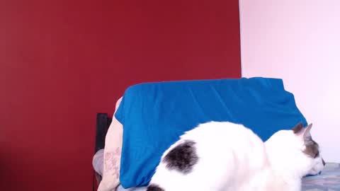 Snapshot of bayonette_black chatting on 01/10/25, 11:43 bayonette_black online show from 01/10/25, 11:43