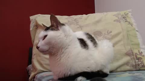 Snapshot of bayonette_black chatting on 02/03/25, 11:20 bayonette_black online show from 02/03/25, 11:20