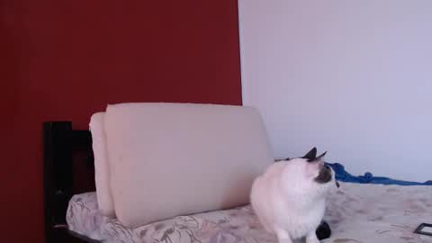 Snapshot of bayonette_black chatting on 09/20/25, 12:06 bayonette_black online show from 09/20/25, 12:06