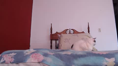 Snapshot of bayonette_black chatting on 10/04/25, 12:03 bayonette_black online show from 10/04/25, 12:03