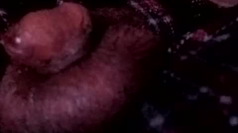 Snapshot of bcfalcon69 chatting on 04/12/26, 03:55 bcfalcon69 online show from 04/12/26, 03:55