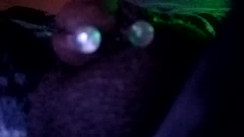 Snapshot of bcfalcon69 chatting on 07/30/26, 03:27 bcfalcon69 online show from 07/30/26, 03:27