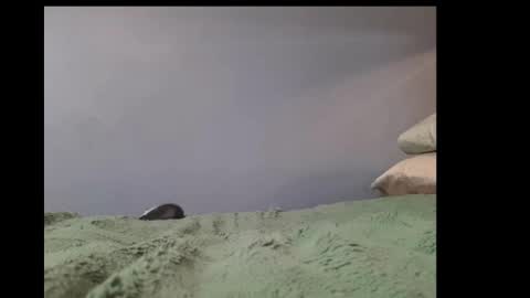 Snapshot of beobenshauna chatting on 02/21/25, 03:54 beobenshauna online show from 02/21/25, 03:54