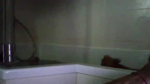 Snapshot of bibipheuck chatting on 04/21/26, 10:10 bibipheuck online show from 04/21/26, 10:10