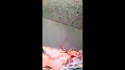 bigernine online show from 01/10/26, 11:23