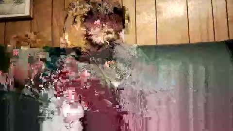 Snapshot of bigwytecock1979 chatting on 02/03/25, 01:52 bigwytecock1979 online show from 02/03/25, 01:52