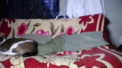 Black Panther online show from 09/27/25, 11:48