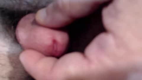 Snapshot of bobswan chatting on 01/29/25, 03:04 bobswan online show from 01/29/25, 03:04