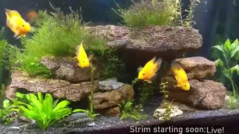 Booker Baxton online show from 11/19/25, 04:12