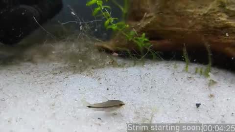 Booker Baxton online show from 02/06/26, 04:06