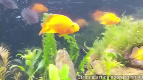 Booker Baxton online show from 02/27/26, 04:01