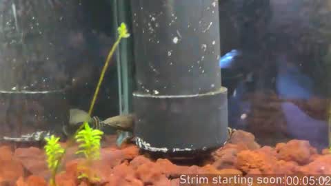 Booker Baxton online show from 02/28/26, 04:02