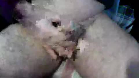 bossram160 online show from 10/09/25, 09:18