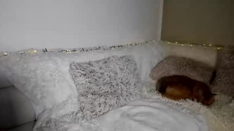 brianadiamondxxx online show from 02/10/26, 11:58