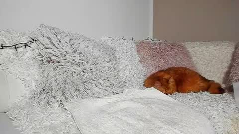 Snapshot of brianadiamondxxx chatting on 04/07/26, 07:14 brianadiamondxxx online show from 04/07/26, 07:14