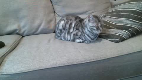 Buck online show from 01/08/25, 04:22