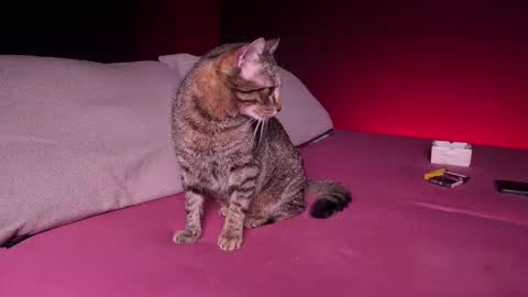 Snapshot of c_o_n_q_u_e_r chatting on 02/24/25, 07:44 CQ online show from 02/24/25, 07:44