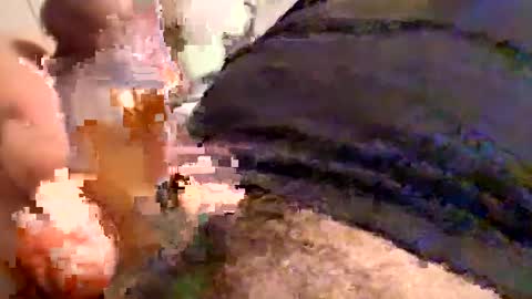 Cactus1041 online show from 12/30/24, 05:58