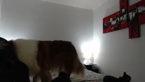 Snapshot of camila_bigcock_ts chatting on 03/08/25, 11:16 camila online show from 03/08/25, 11:16