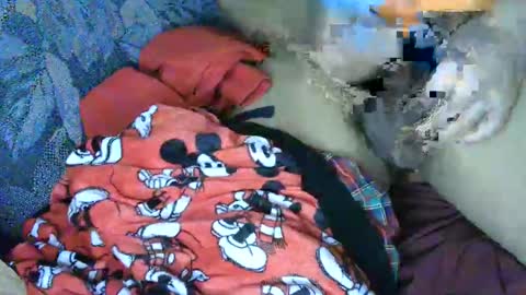 7777 online show from 03/04/25, 06:15