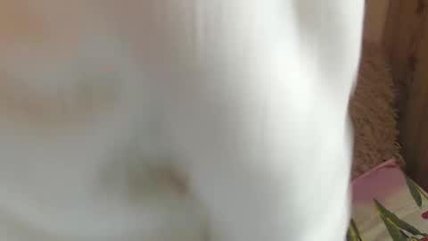 say meow and send tips  online show from 12/14/24, 11:39