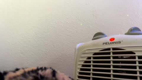 casidy1 online show from 02/28/25, 07:14