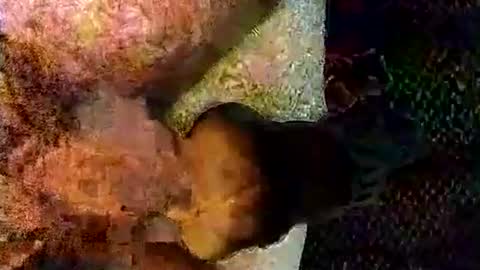 Snapshot of catdaddy179057 chatting on 03/06/26, 11:17 catdaddy179057 online show from 03/06/26, 11:17