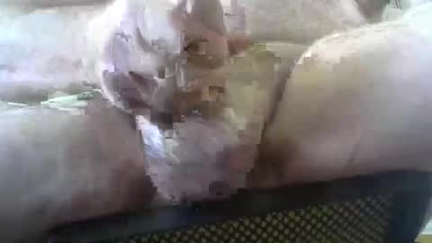 coffee90028 online show from 02/03/26, 05:29