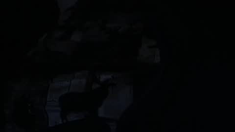 cooley77701 online show from 02/05/26, 10:42