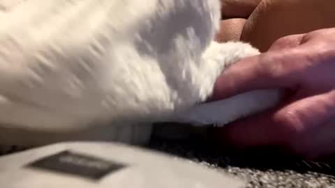 Aprilia online show from 01/25/25, 08:42